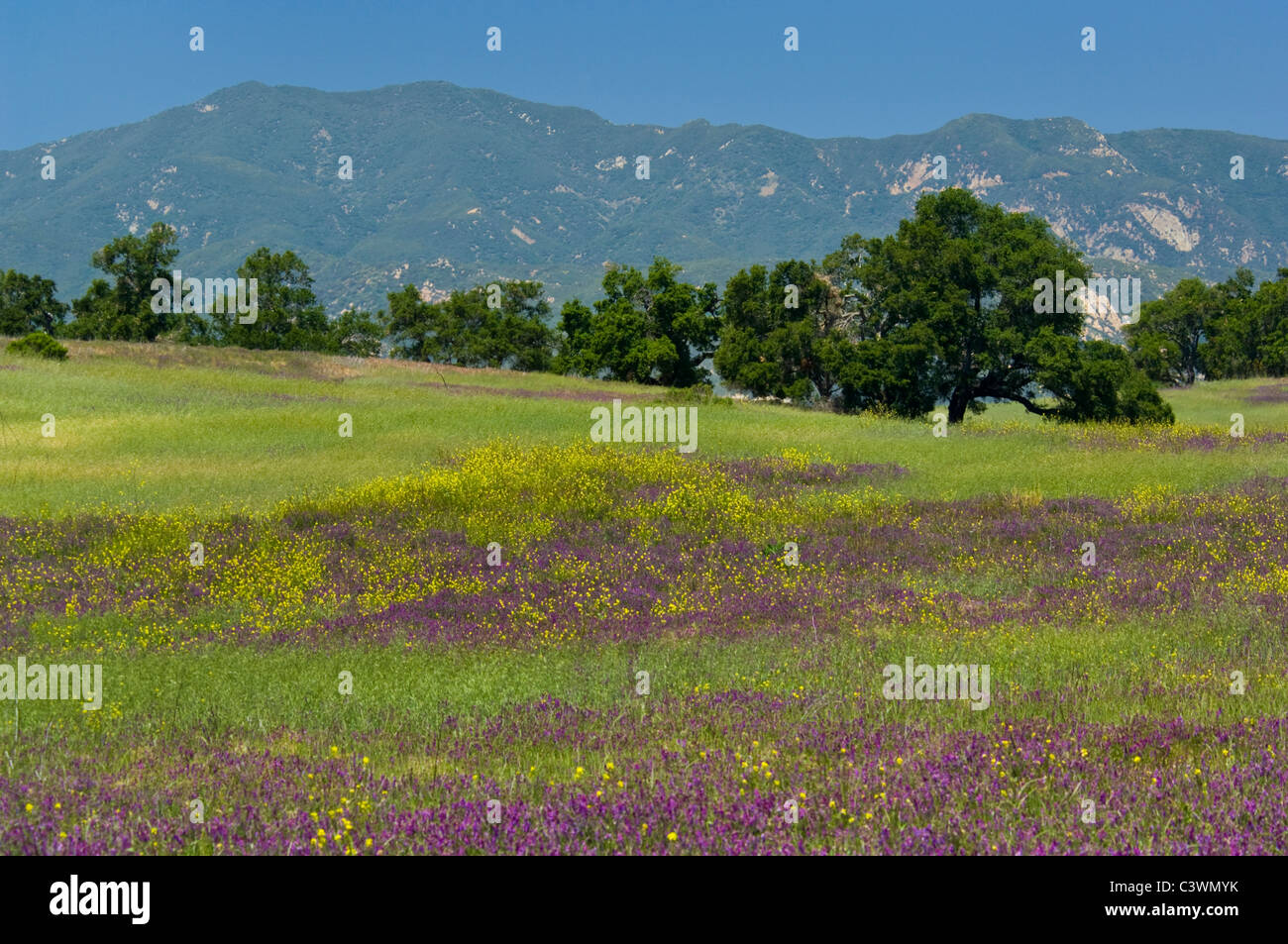 Spring wildflowers hi-res stock photography and images - Alamy