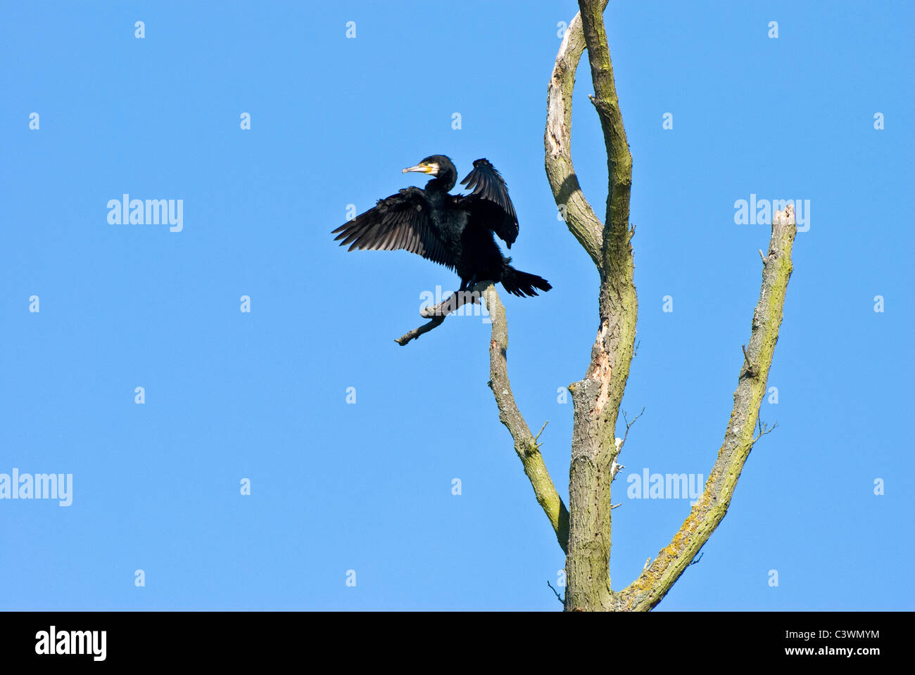 Cormorant in a tree Stock Photo - Alamy