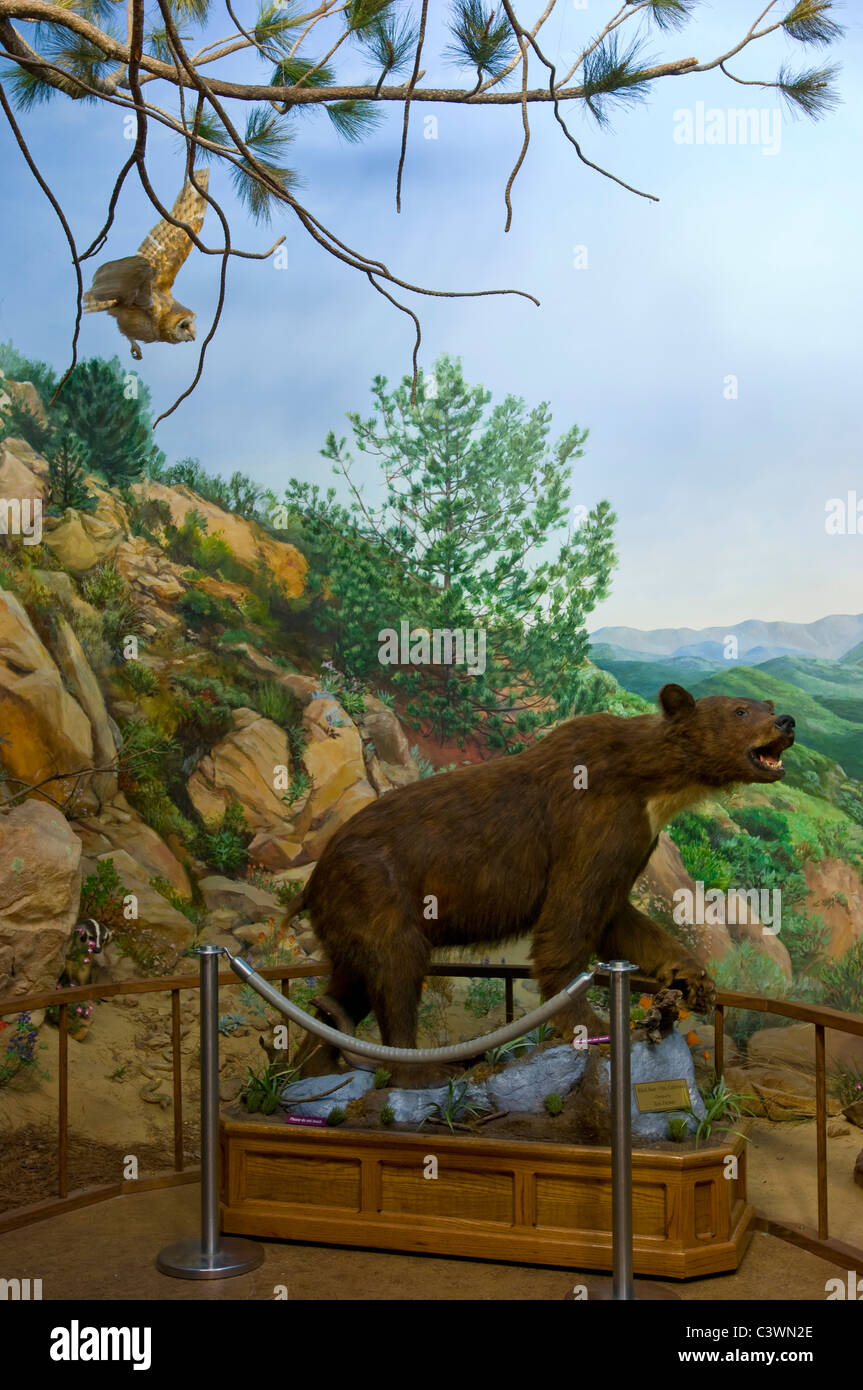 Natural history exhibit at the Ojai Valley Museum, Ojai, California Stock Photo