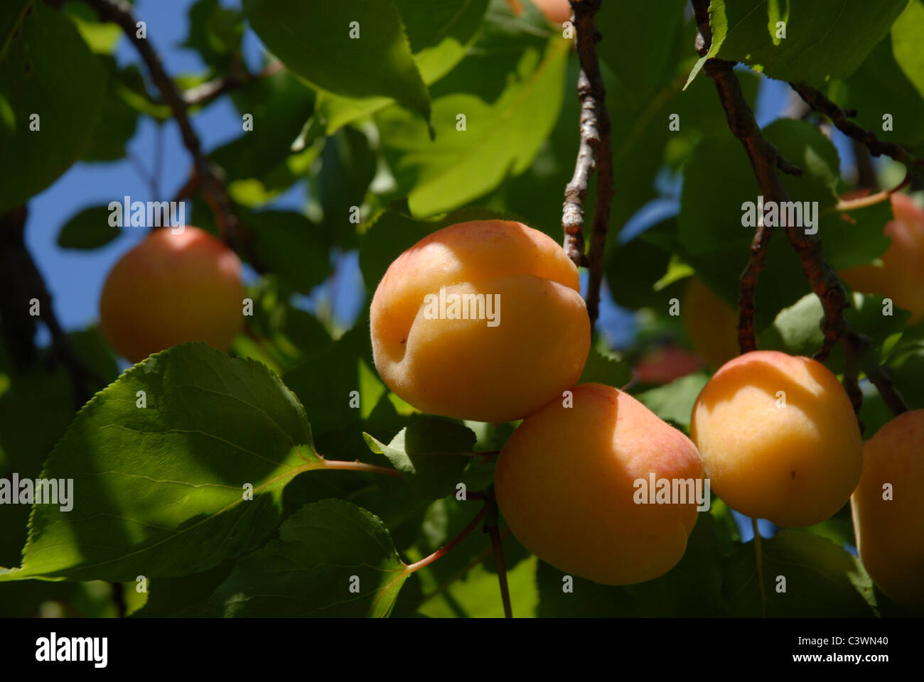 apricots growing on a tree, Alicante Province, Valencia, Spain Stock Photo Alamy