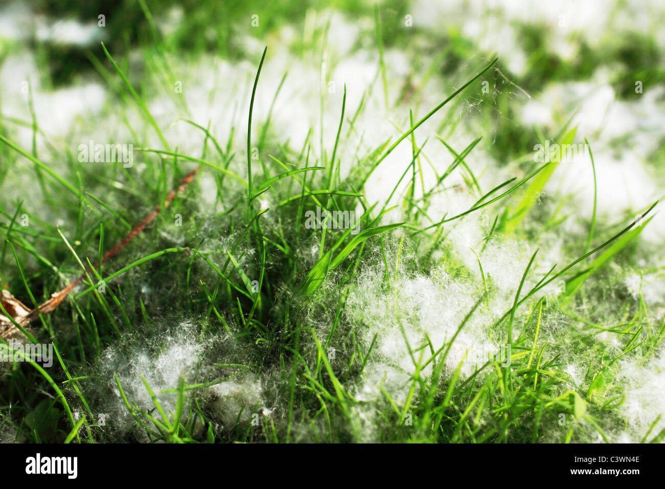 white soft poplar fluff and green bright grass Stock Photo