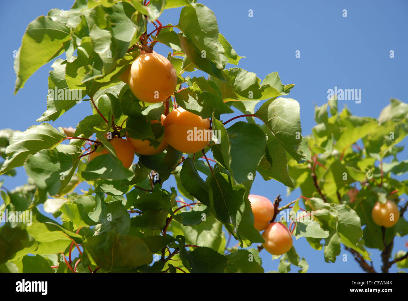 apricots growing on a tree, Alicante Province, Valencia, Spain Stock Photo
