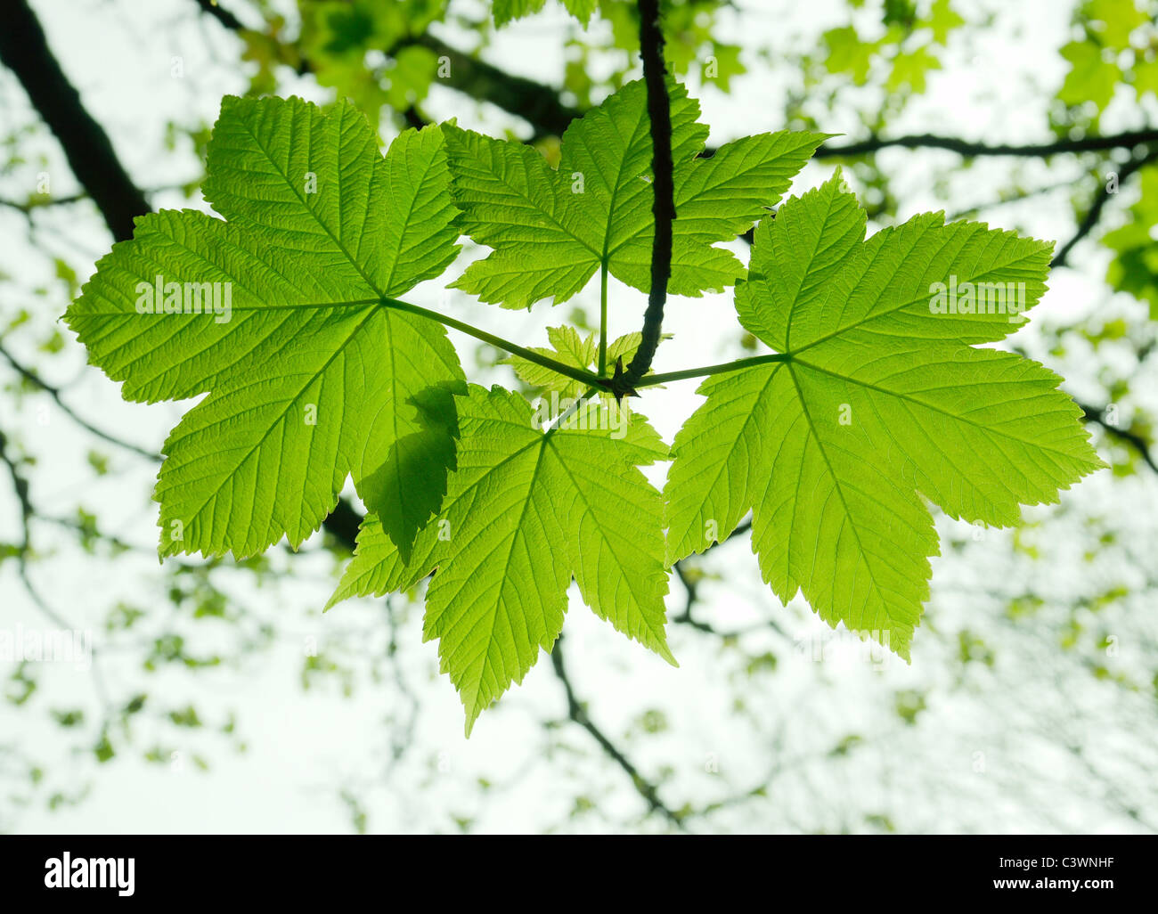 Freshness vivid green color hi-res stock photography and images - Alamy