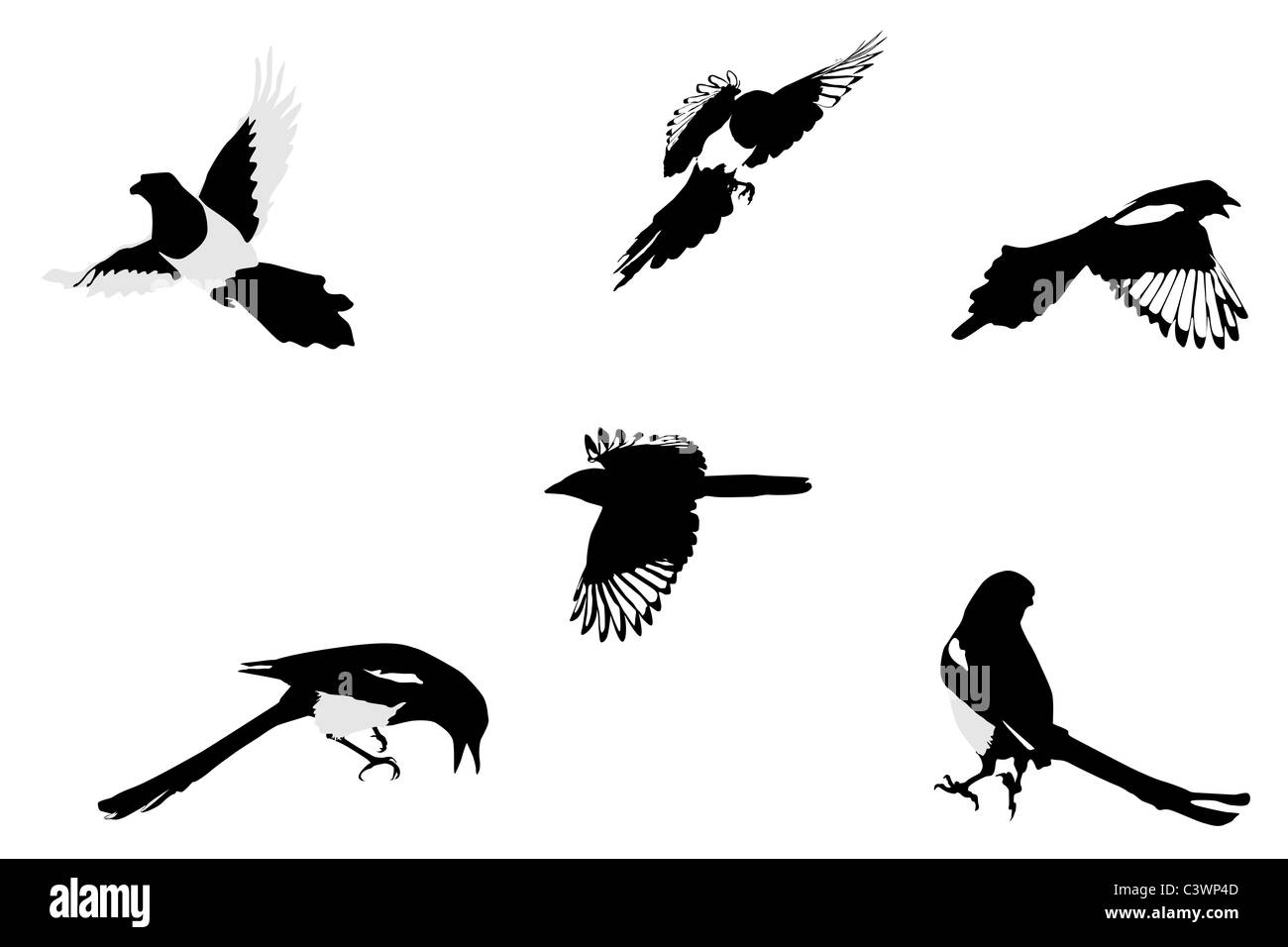 magpies illustration, collection Stock Photo