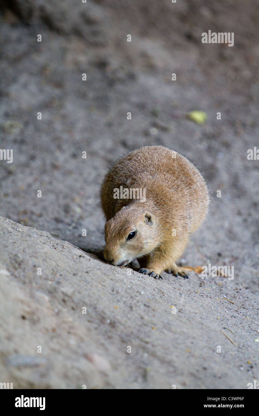A Prairie Dog emerges from its tunnel as evening approaches Stock Photo