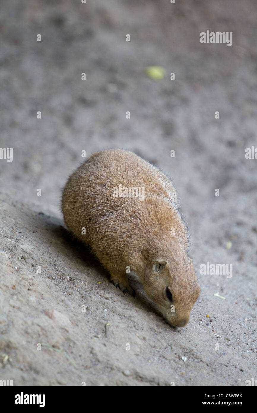 A Prairie Dog emerges from its tunnel as evening approaches Stock Photo