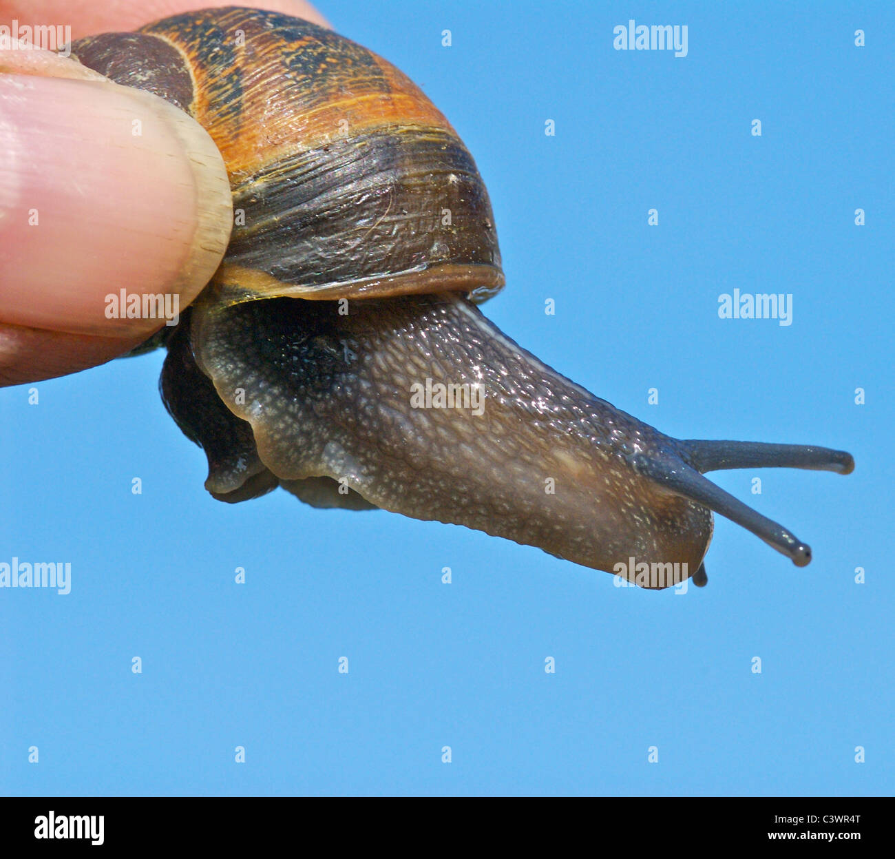 Helix aspersa, known by the common name garden snail, is a species of