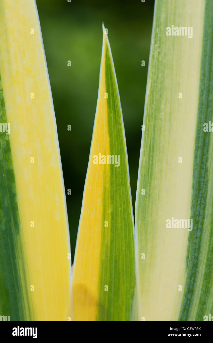 Iris leaves hi-res stock photography and images - Alamy