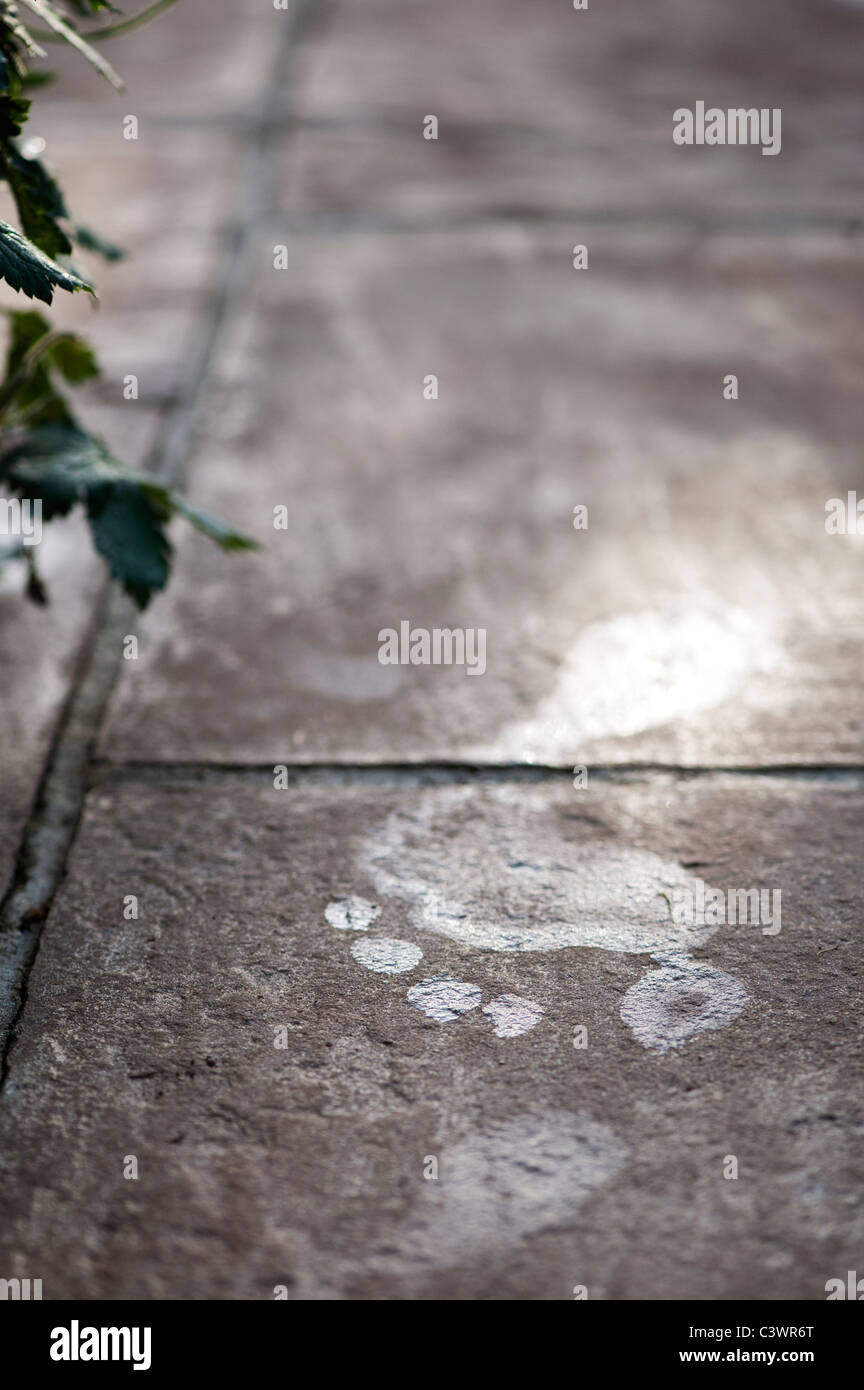 Wet footprint on a paving slab in the sunlight Stock Photo