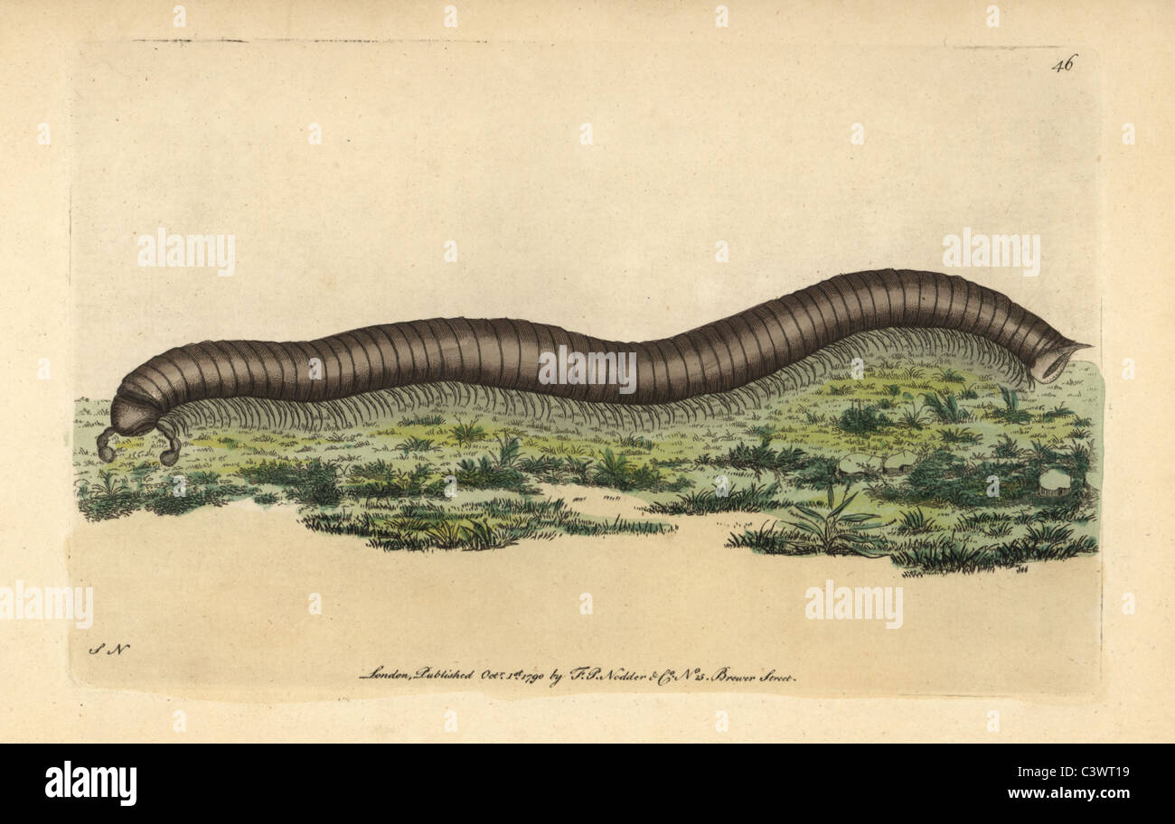 The Great Julus millipede, Julus maximus Stock Photo - Alamy