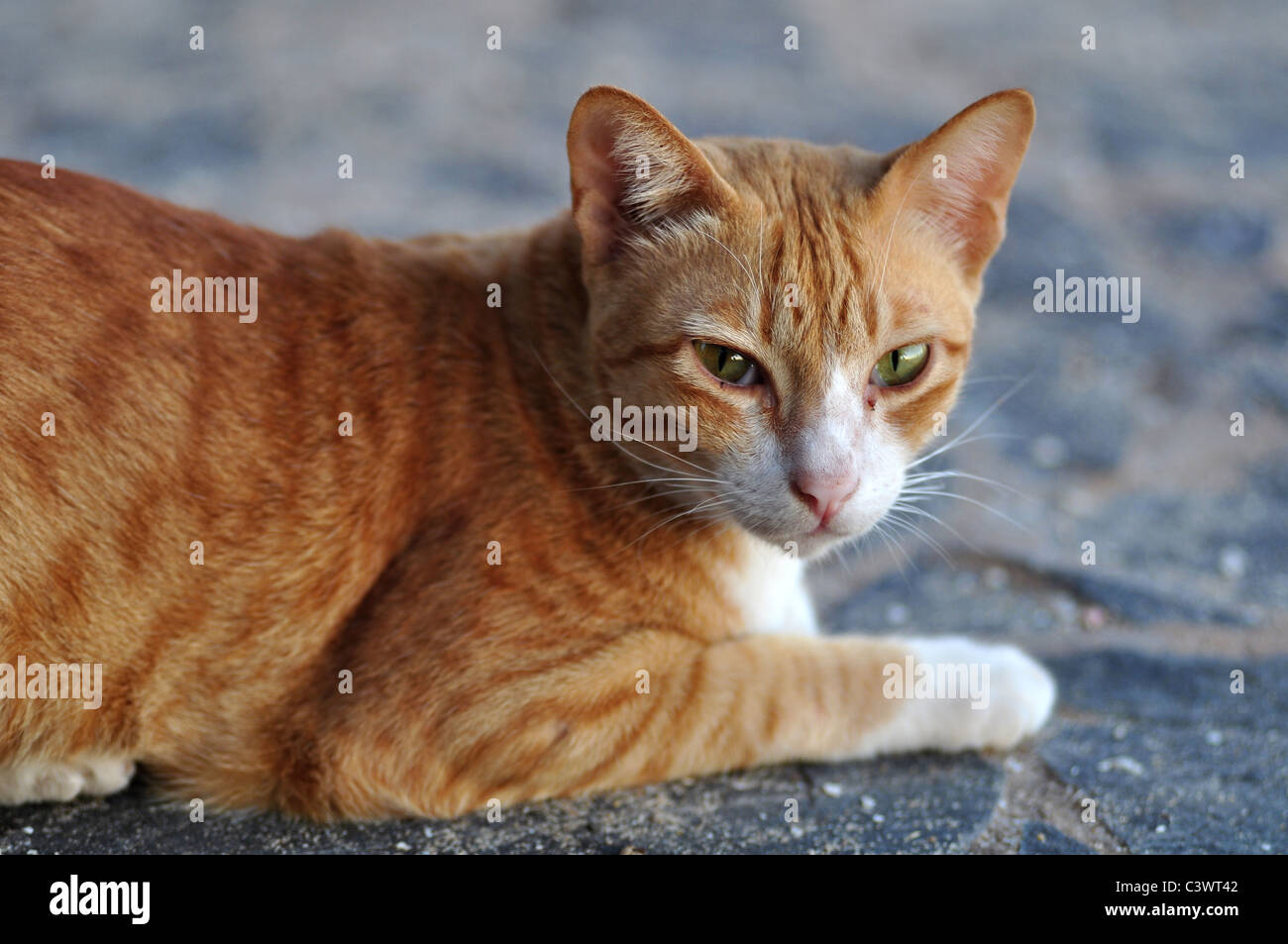 Closeup view of a cat Stock Photo - Alamy
