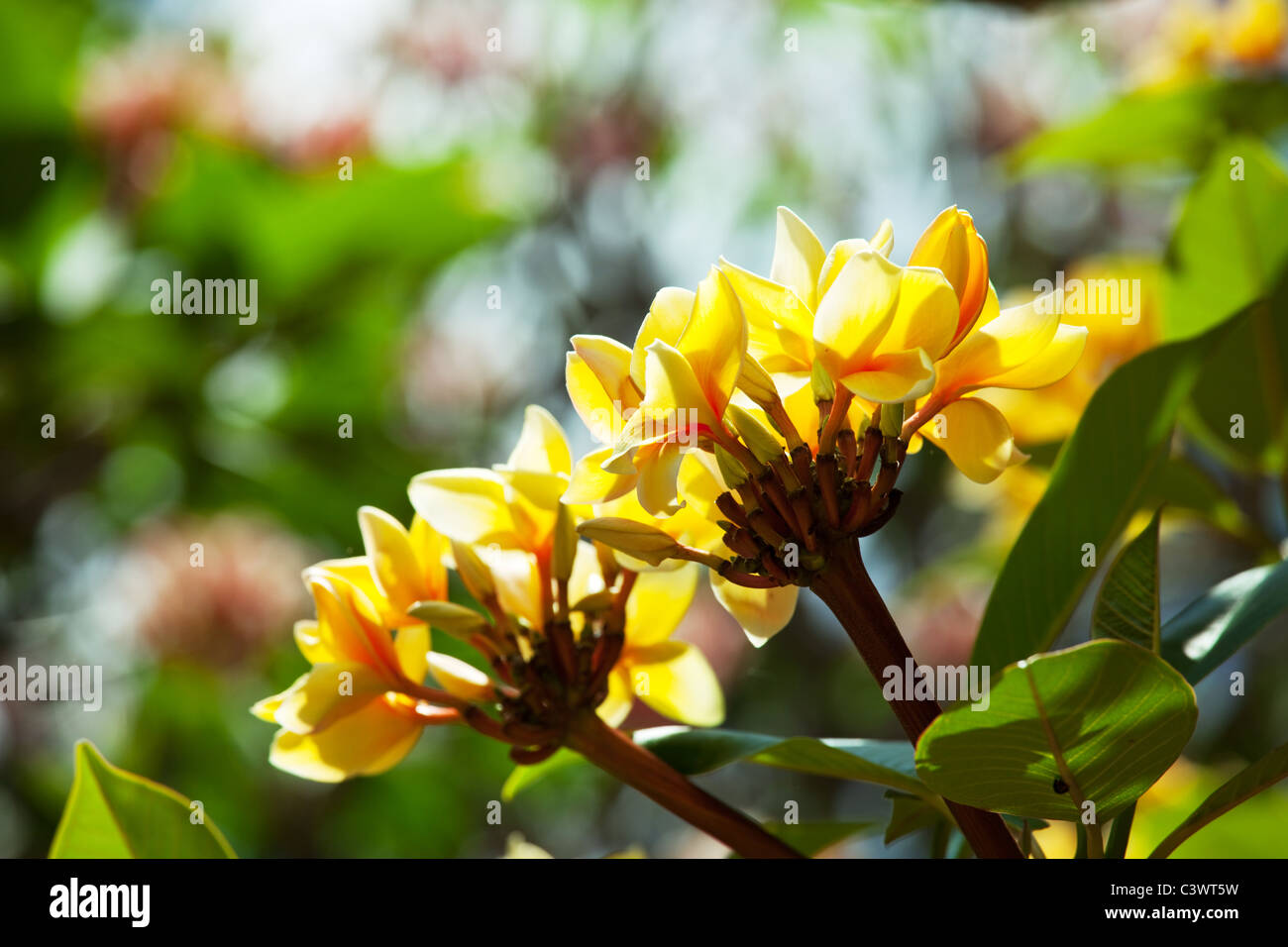 tropical flowers on Hawaii Stock Photo - Alamy