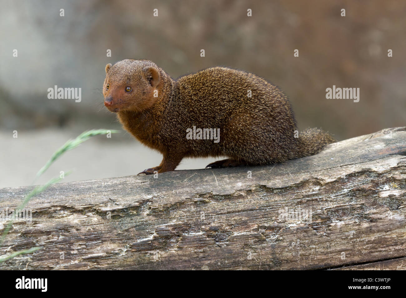 A dwarf mongoose on a log at Chessington's World of Adventure. Stock Photo