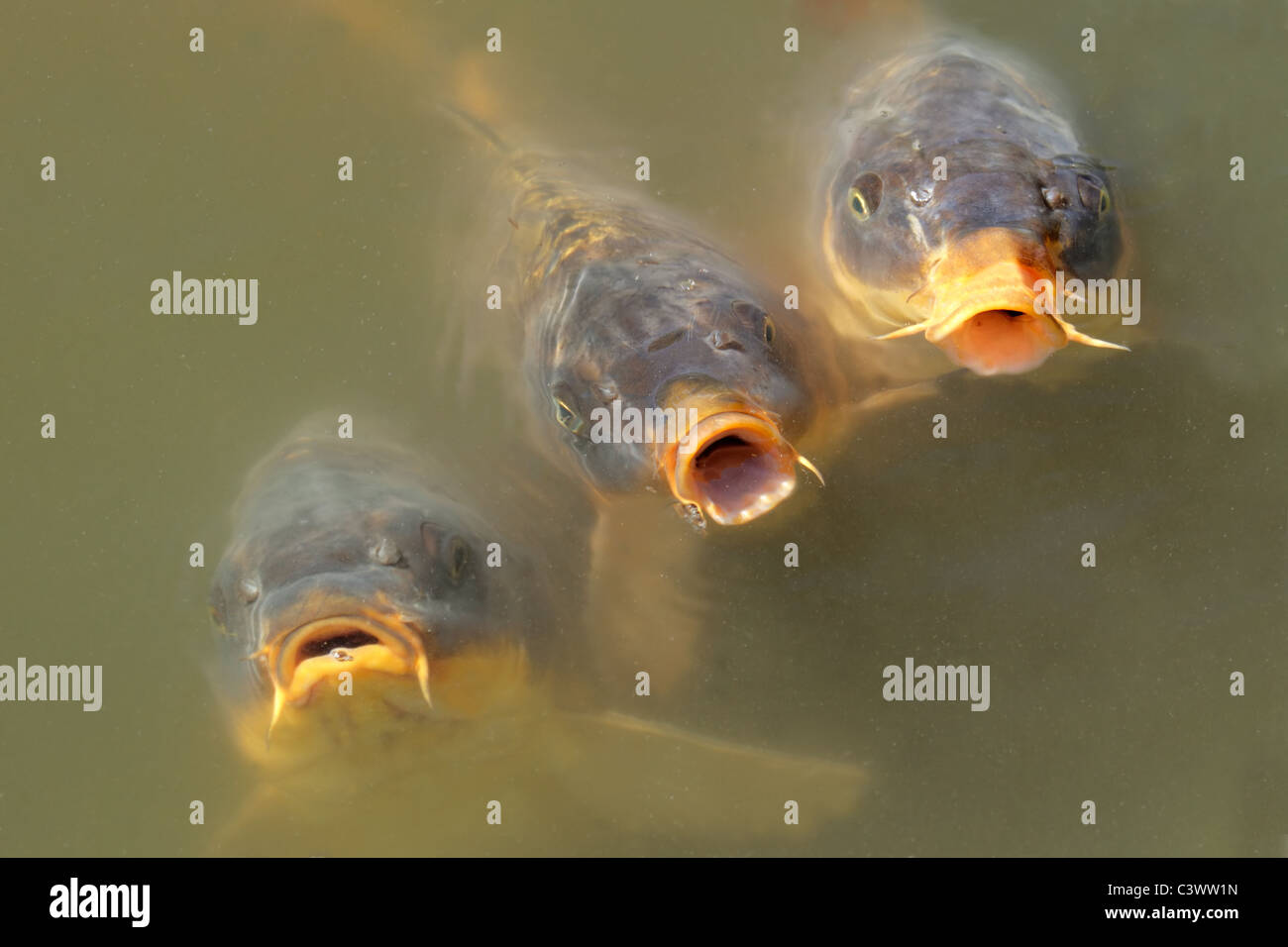 Koi fish with open mouths waiting to be fed Stock Photo