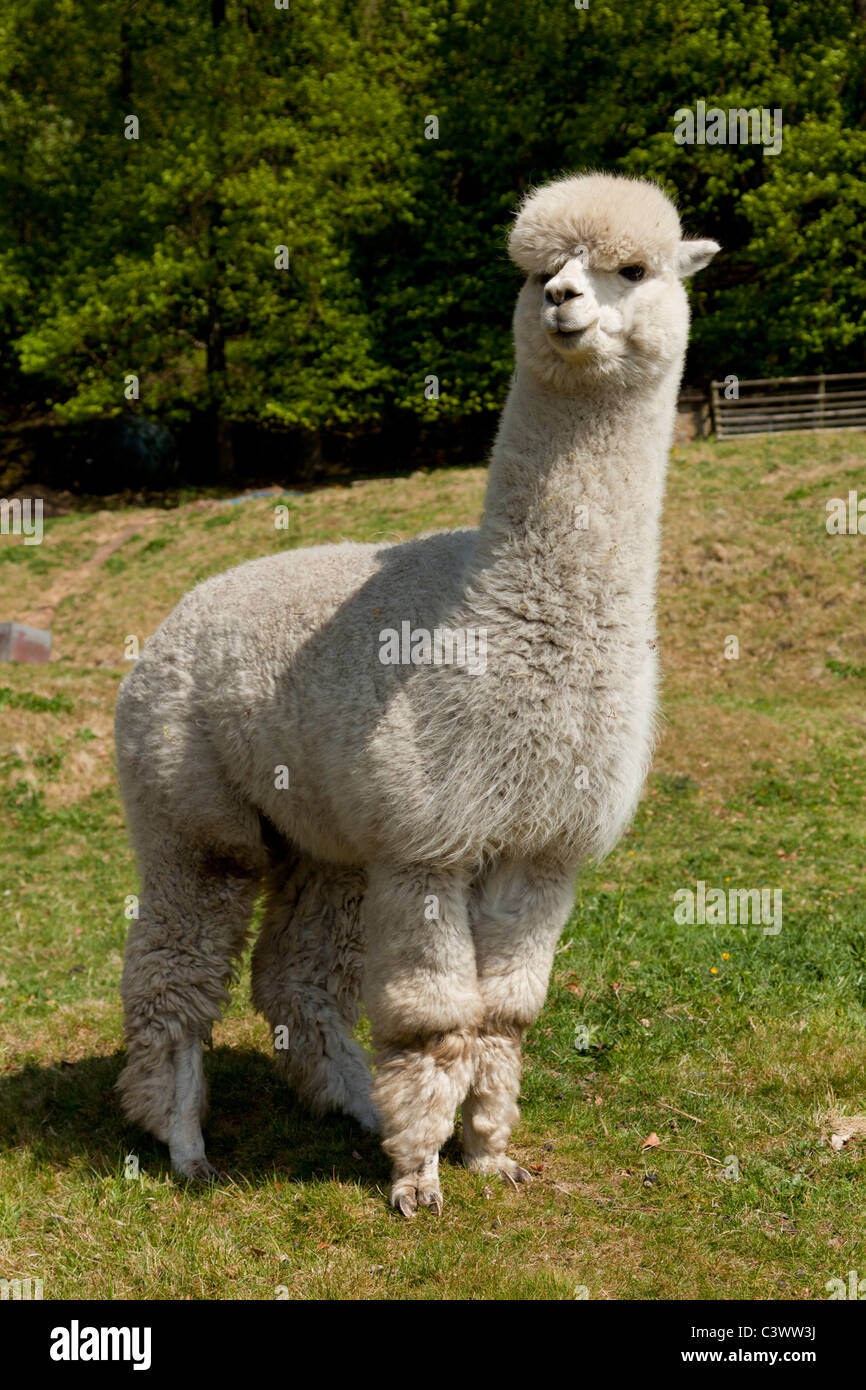 Alpacas Vicugna pacos on a farm at Eyam Derbyshire Peak District National Park England GB UK Europe Stock Photo