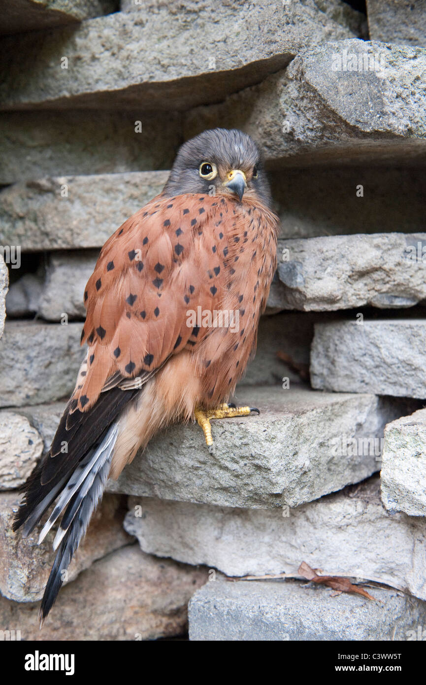 Rock Kestrel (Falco tinnunculus) captive resting under the rock during rain World of Birds Hout Bay Western Cape South Africa Stock Photo