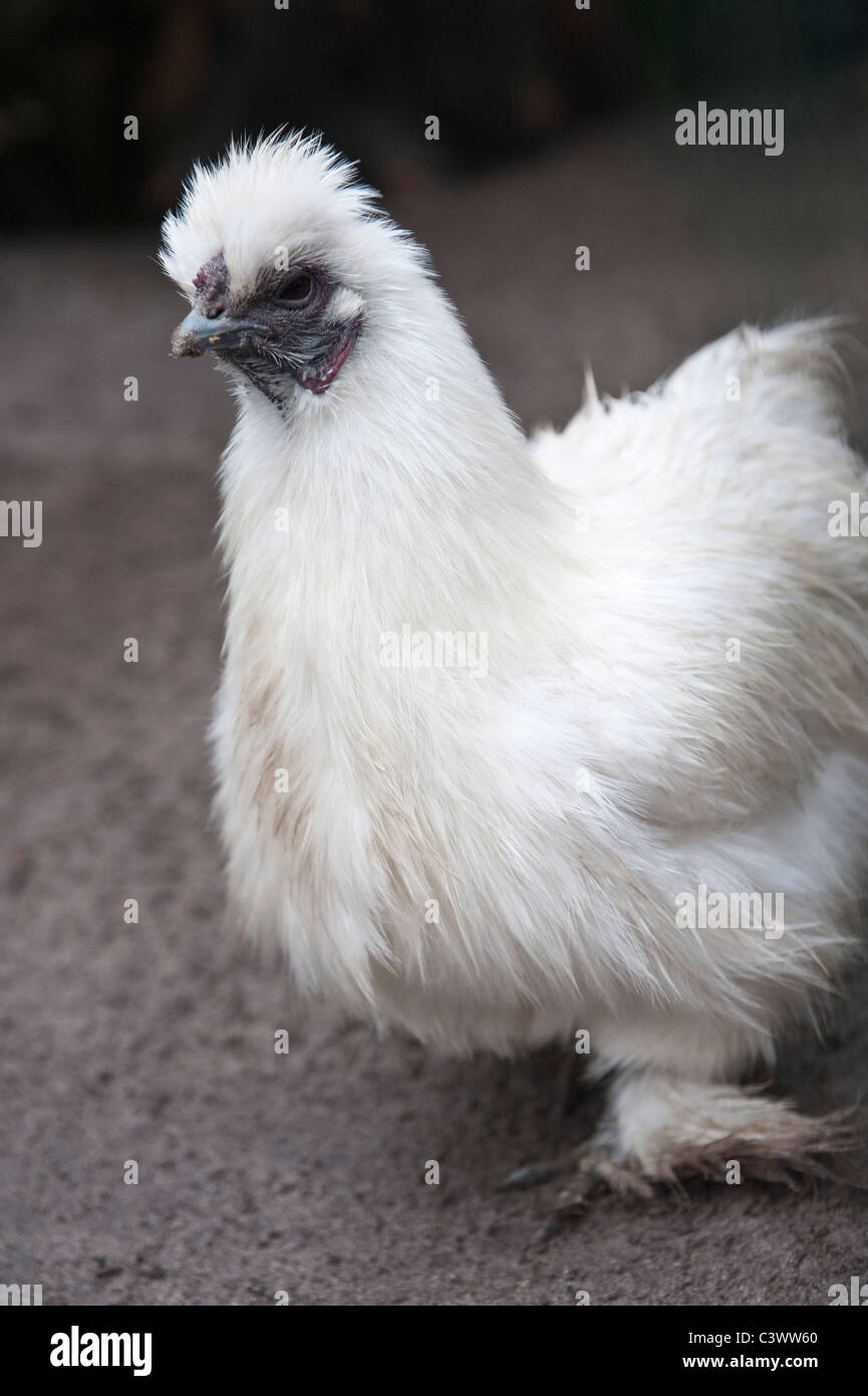 A White Silkie hen non-bearded domesticated originally from Eastern Asia World of Birds Hout Bay Western Cape South Africa Stock Photo