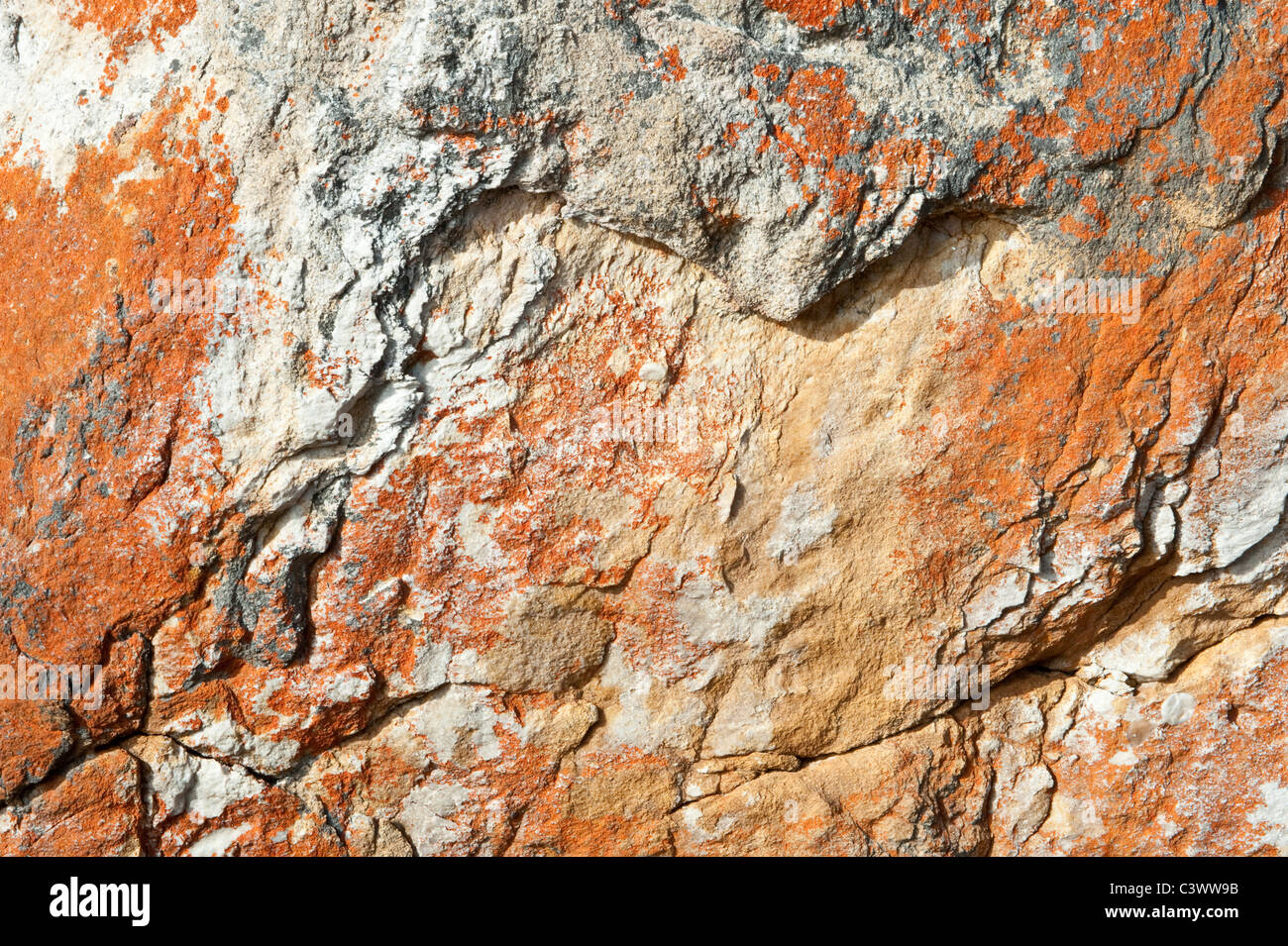 Boulder close-up at  Kogelberg Nature Reserve Western Cape South Africa Stock Photo