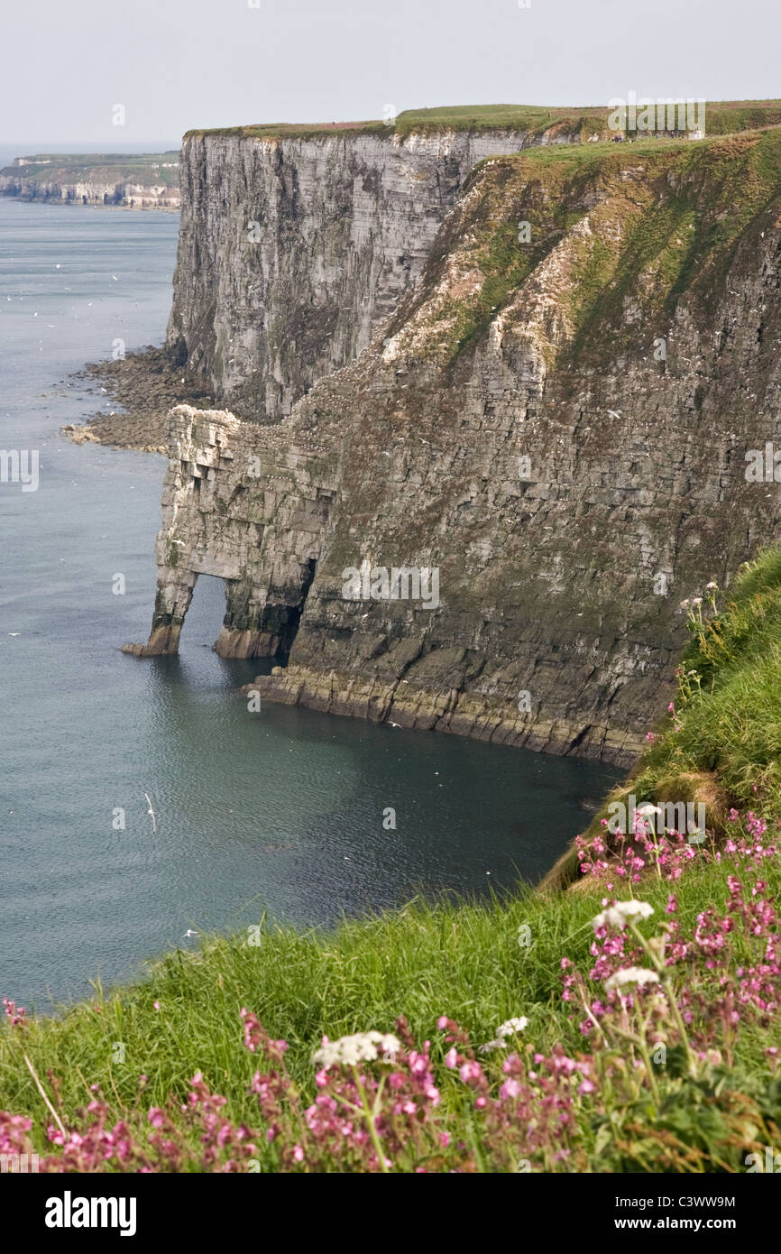 Red Campion at Bempton Cliffs, Humberside Stock Photo