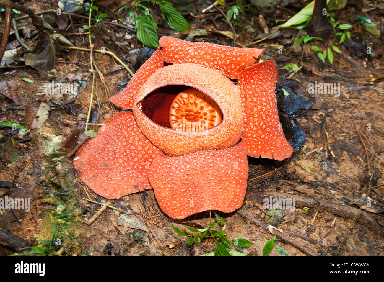 Rafflesia Flower Stock Photo