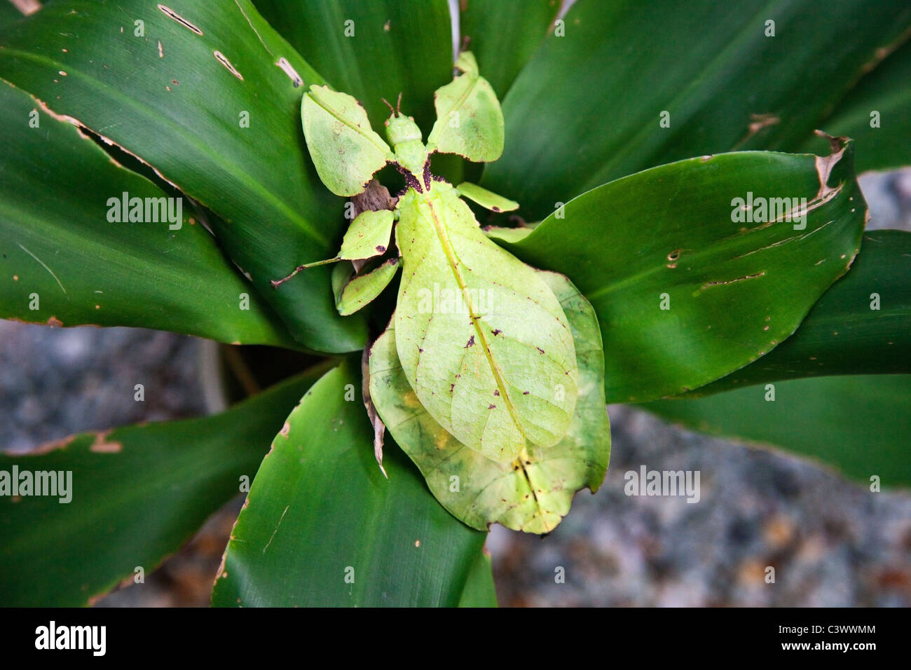 Leaf Insect ( Phyllium Giganteum ) Stock Photo