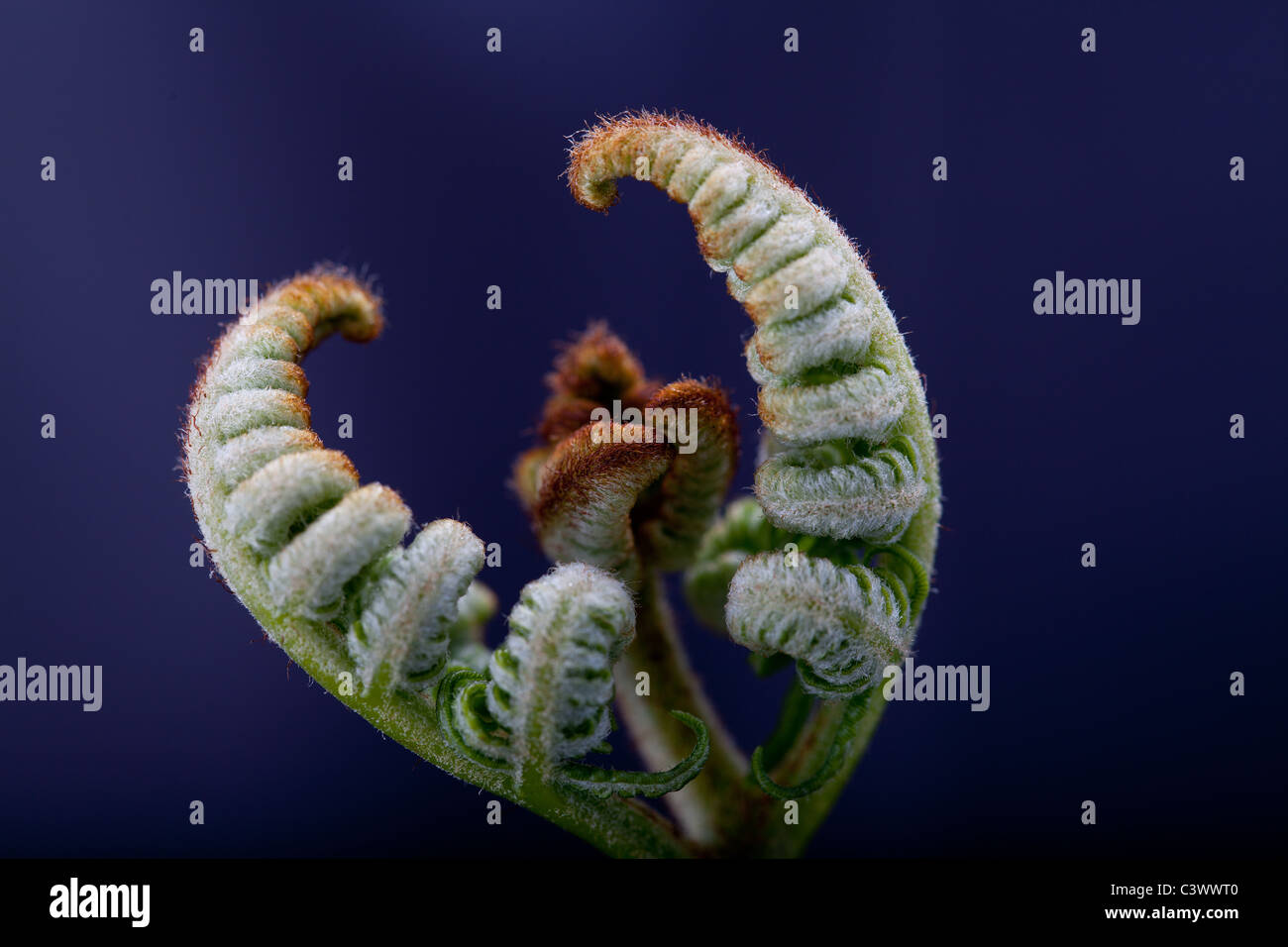 Hearts & Hands Fern Stock Photo