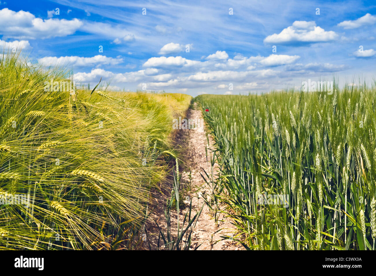 Field of mixed cereal crops / corn and wheat in French countryside