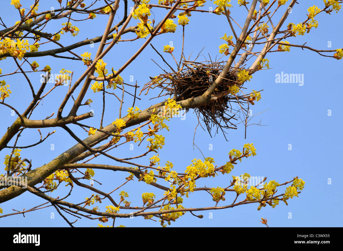 Bird nest on a branch of flowering tree in spring, on blue sky