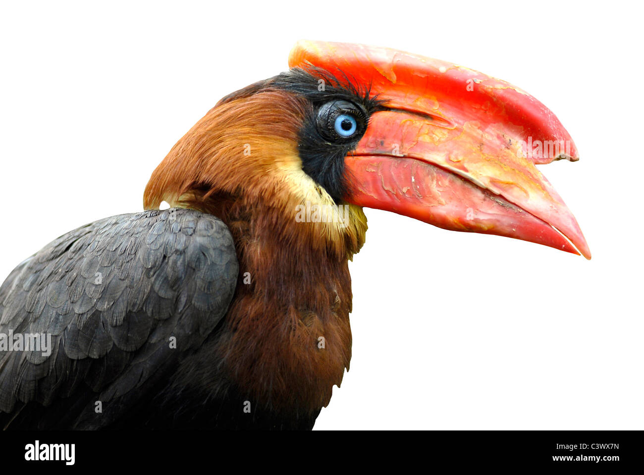 Isolated profile portrait of calao Rufous hornbill (Buceros hydrocorax) Stock Photo