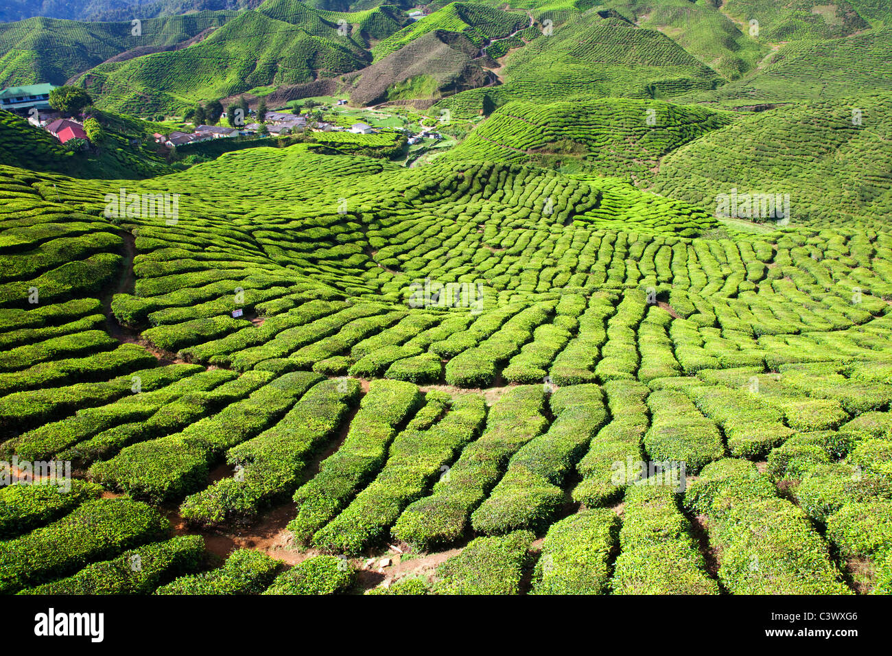Tea Plantation, Malaysia Stock Photo Alamy