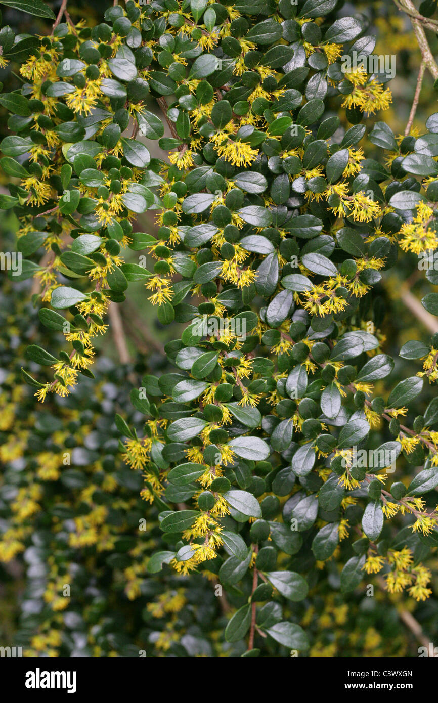 Boxleaf Azara, Chinchin, Littleleaf Azara, Azara microphylla, Salicaceae (Formerly Flacourtiaceae). Chile, South America. Stock Photo