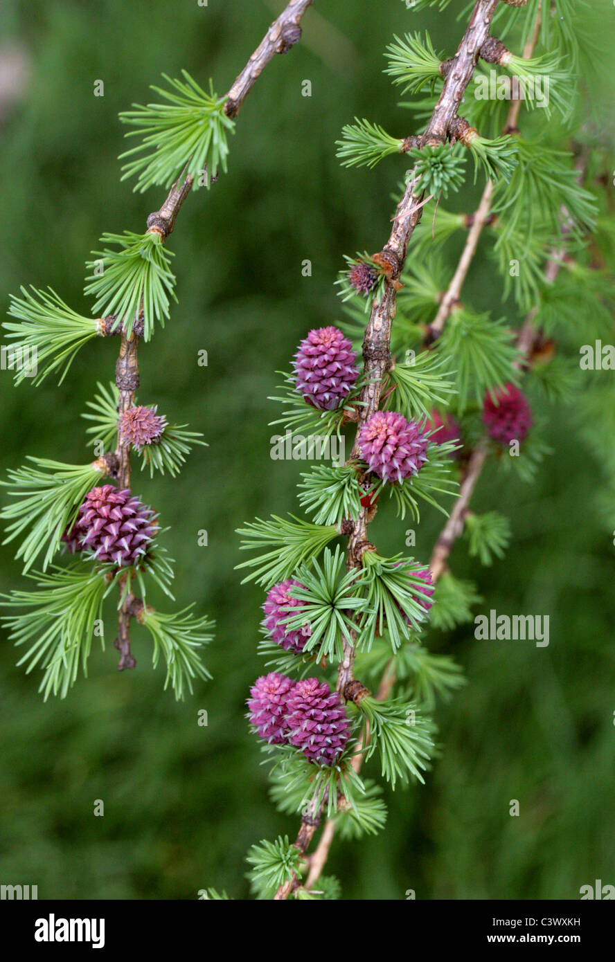 European Larch, Larix decidua, Pinaceae. Europe. Young Cones in Spring. Stock Photo