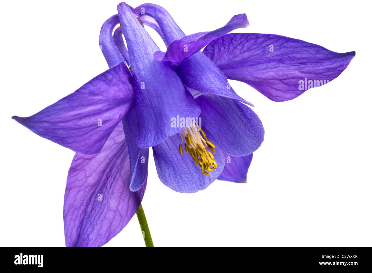 Close Up Portrait of a Blue aquilegia Flower on a White Background Stock Photo