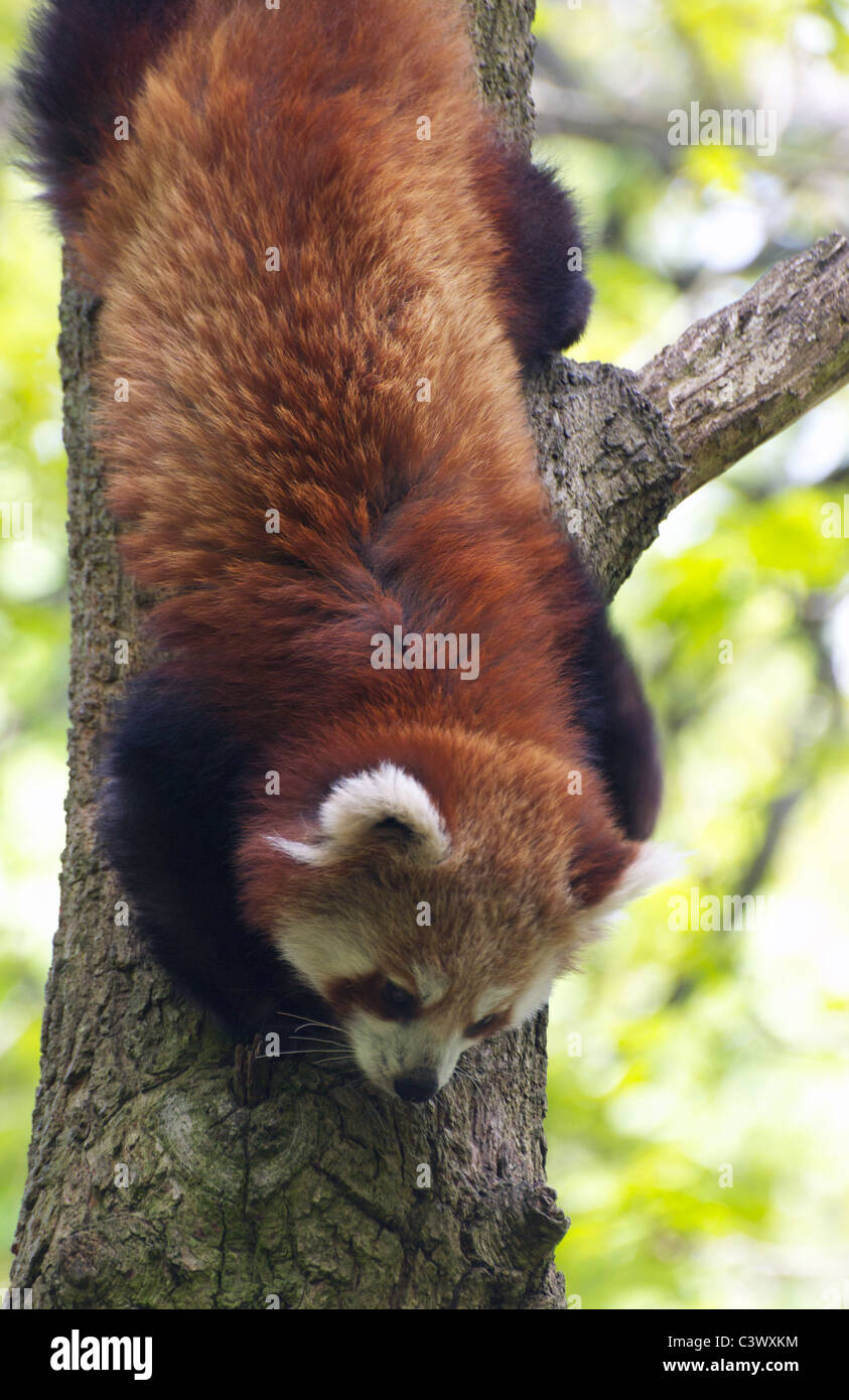 Red panda climbing down tree Stock Photo - Alamy