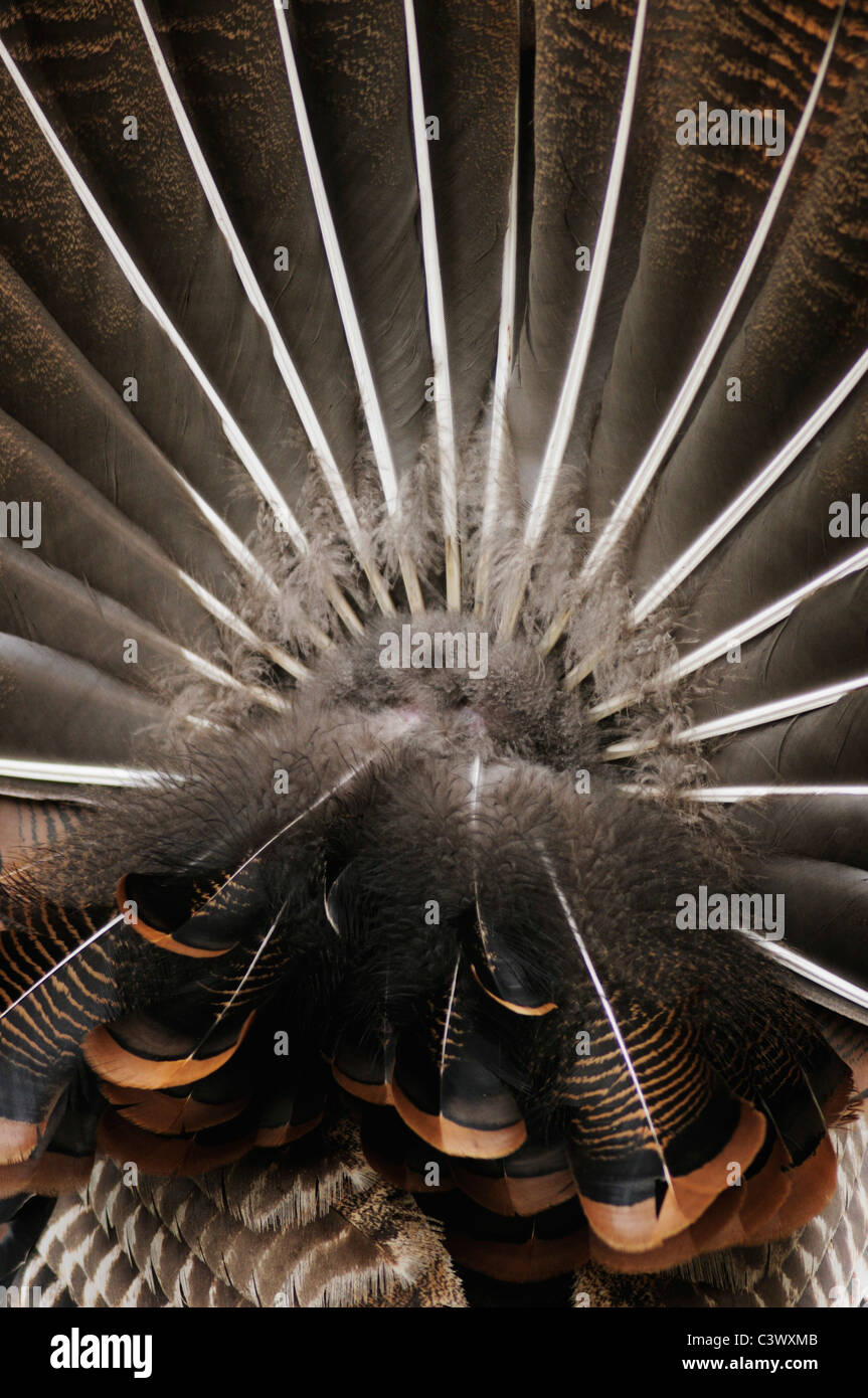 Wild Turkey (Meleagris gallopavo), tail feathers male displaying, New Braunfels, San Antonio, Hill Country, Central Texas, USA Stock Photo