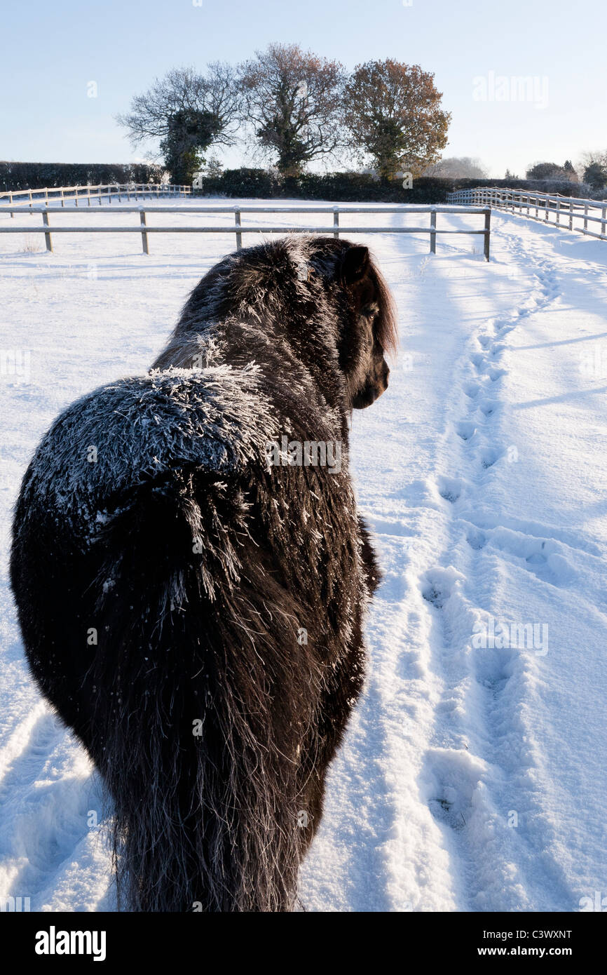 A black Shetland Pony standing in the snow Stock Photo