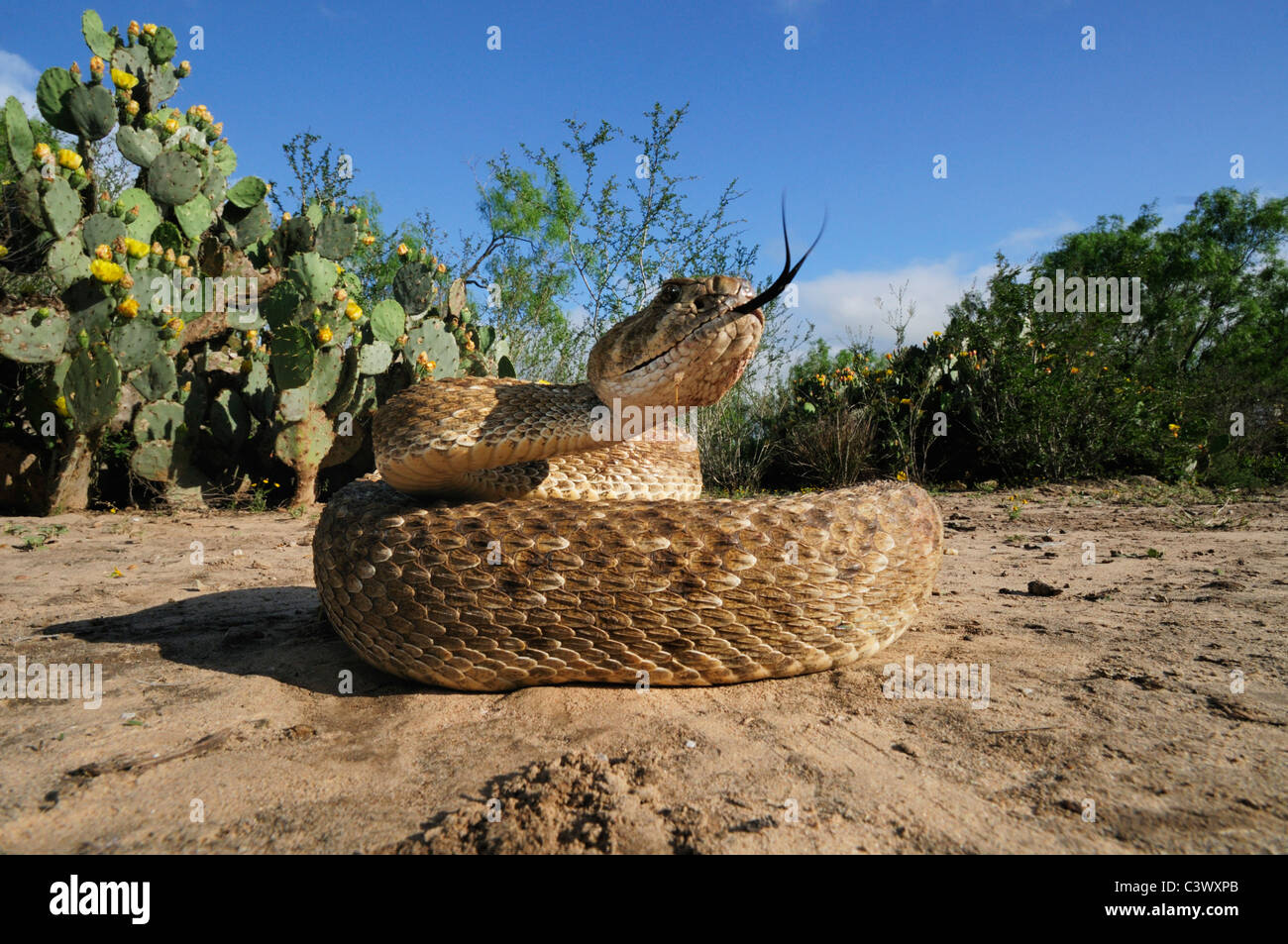 Western Diamondback Rattlesnake (Crotalus atrox), adult in striking pose, Laredo, Webb County, South Texas, USA Stock Photo