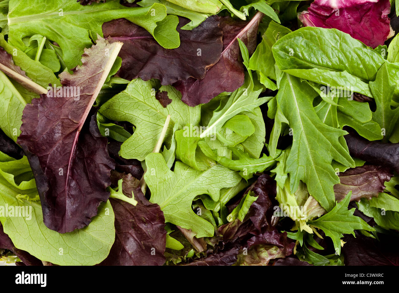 Spinach, red leaf lettuces, mizuna for background Stock Photo