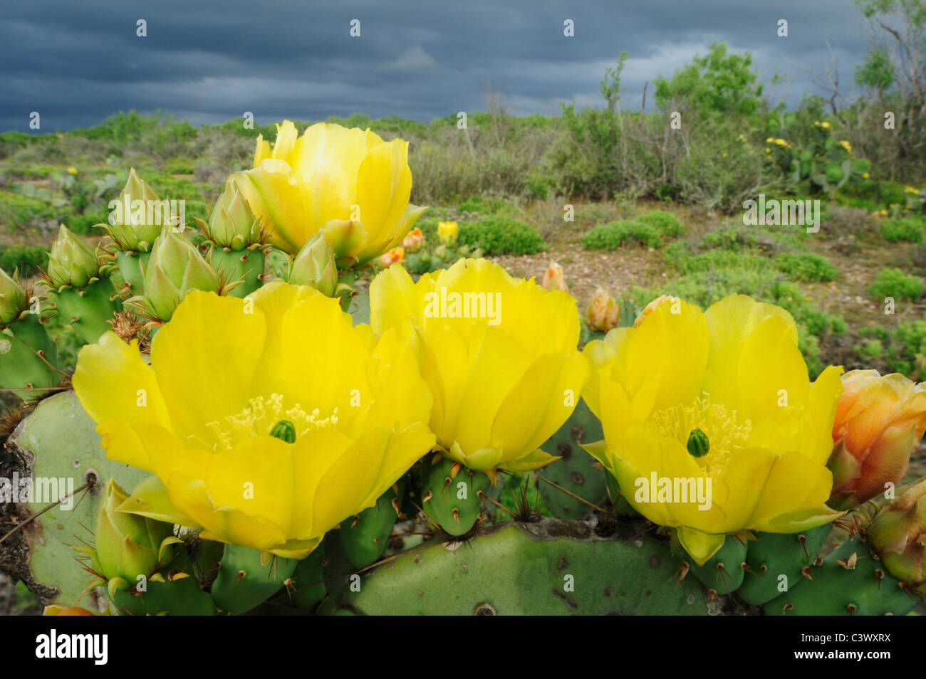 Texas Prickly Pear Cactus (Opuntia engelmanni), plant blooming, Laredo