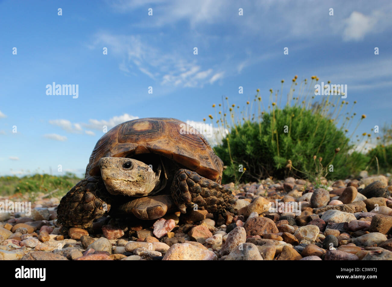 Texas Tortoise (Gopherus berlandieri), adult walking, Laredo, Webb County, South Texas, USA Stock Photo