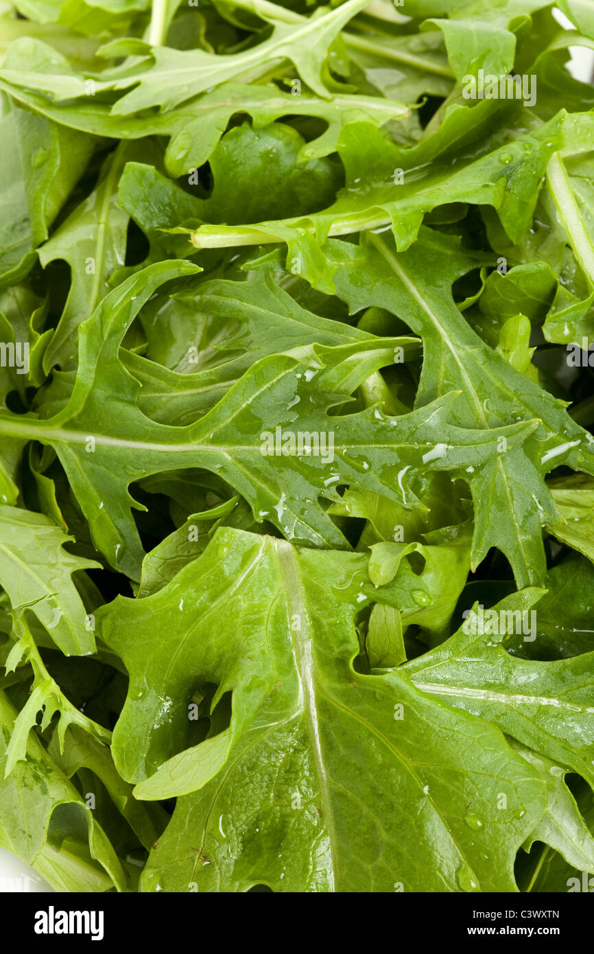 Salad Mizuna for background Stock Photo