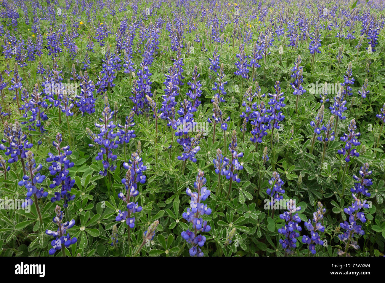 Texas Bluebonnet (Lupinus texensis), blooming, Gonzales County, Texas, USA Stock Photo