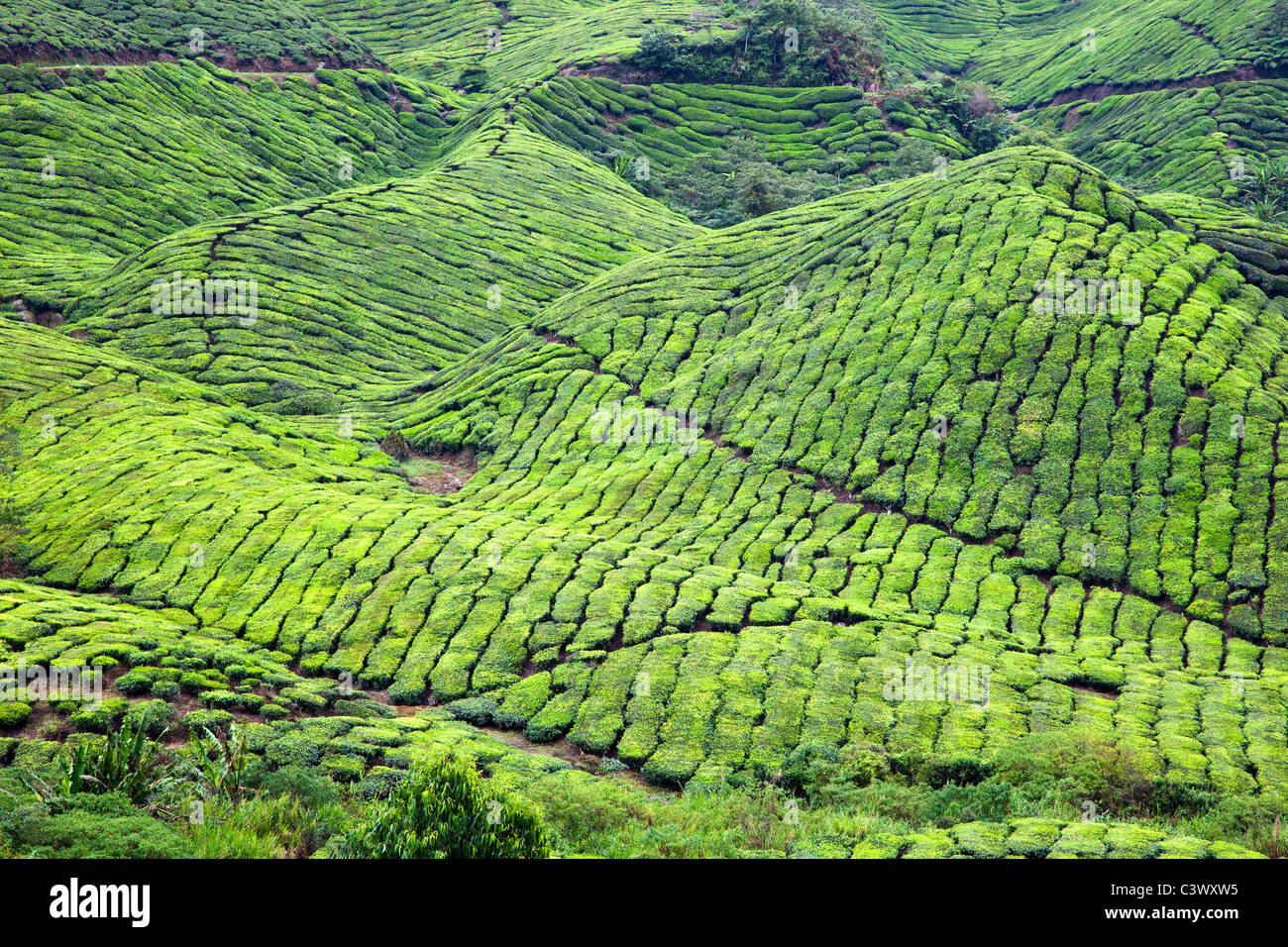 Malaysian tea plantation hi-res stock photography and images - Alamy