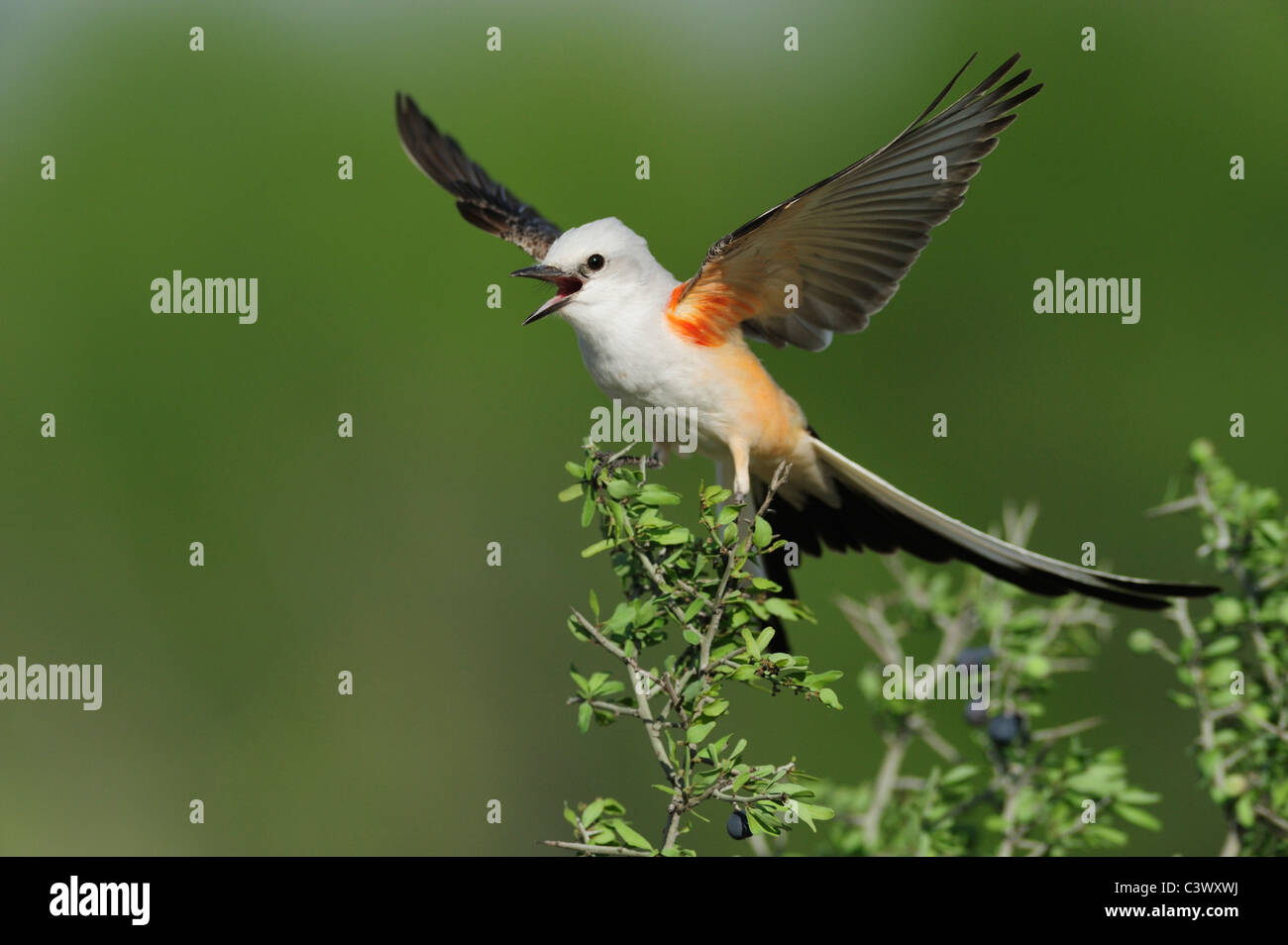 Scissor-tailed Flycatcher (Tyrannus forficatus), adult female singing on perch, Laredo, Webb County, South Texas, USA Stock Photo
