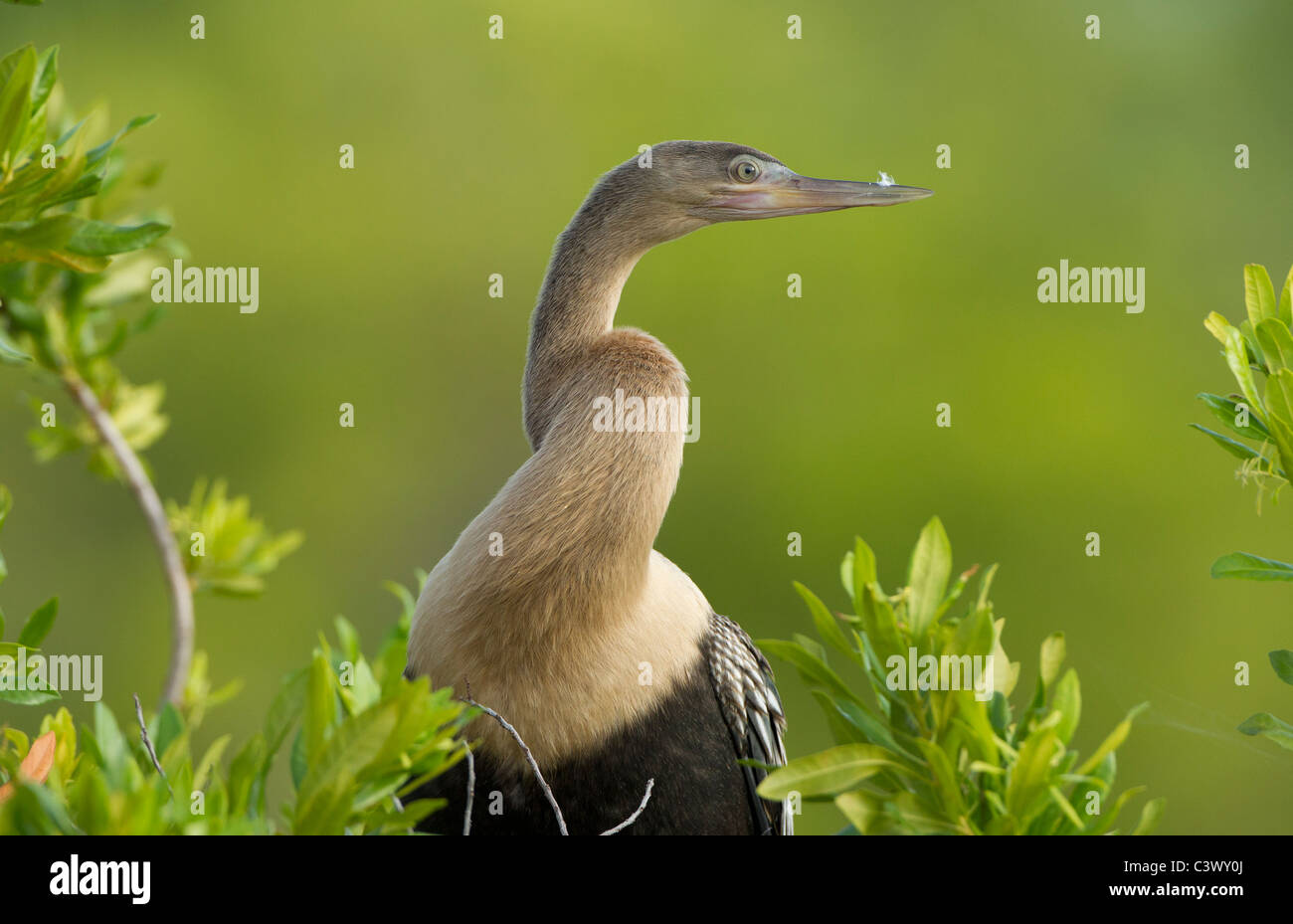 American Anhinga in close-up showing pointed bill. Stock Photo