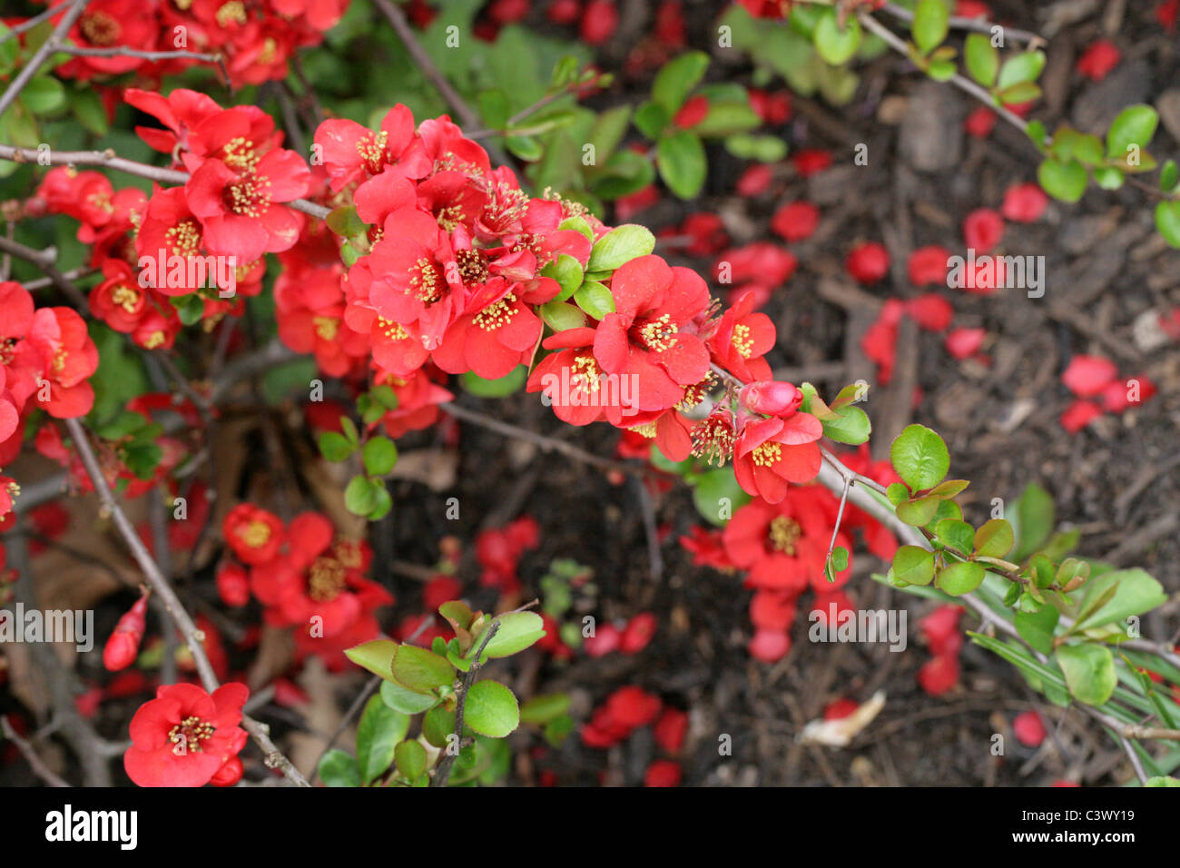 Japanese Quince or Flowering Quince, Chaenomeles x superba 'Crimson and Gold', Rosaceae. Stock Photo