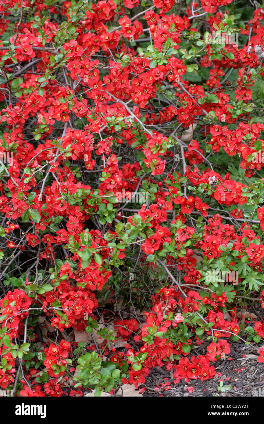 Japanese Quince or Flowering Quince, Chaenomeles x superba 'Crimson and Gold', Rosaceae. Stock Photo