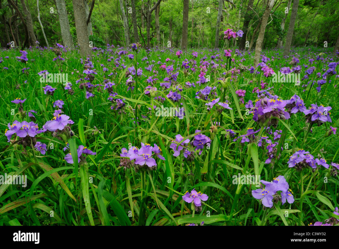 Prairie Spiderwort (Tradescantia occidentalis), blooming on forest floor, Palmetto State Park, Gonzales County, Texas, USA Stock Photo