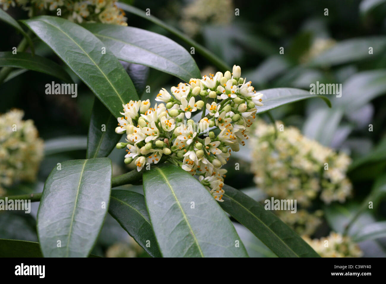 Skimmia, Anquetilia x japonica, Rutaceae. Stock Photo