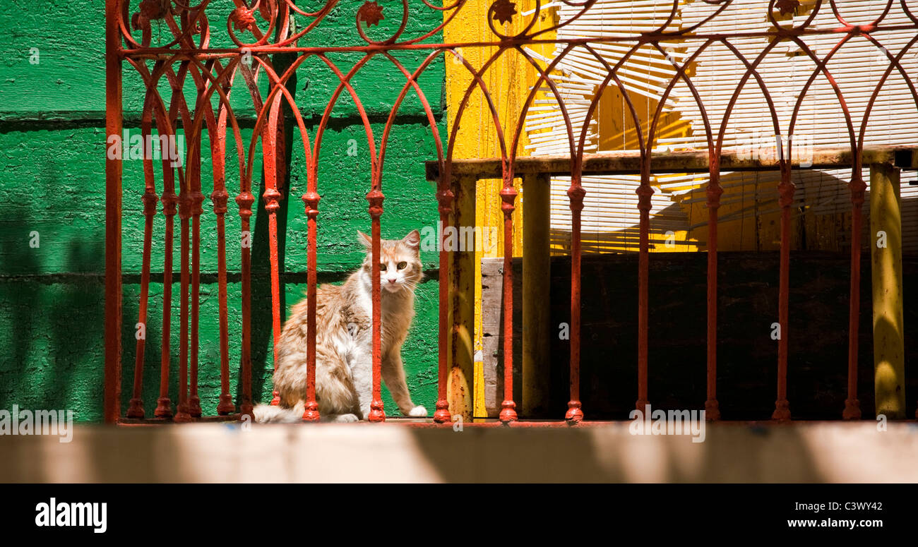 Cat sat on porch of a colorfully painted building in the Caminito, La Boca district, Buenos Aires, Argentina, South America. Stock Photo